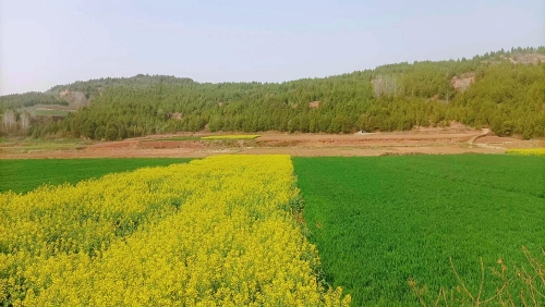 青塘村农田_副本.jpg 青塘村农田_副本.jpg